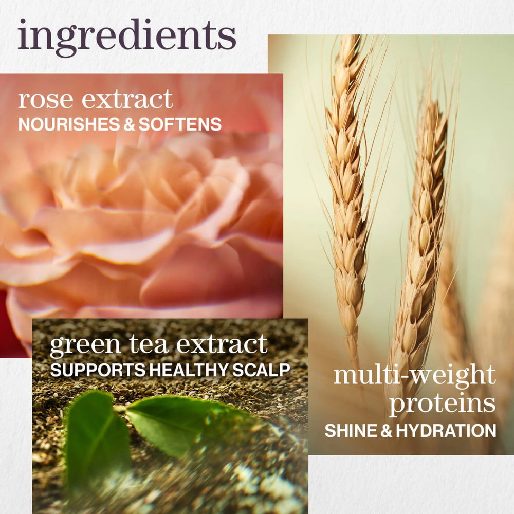 « Flacon de Hydrate Shampoo Pureology – shampoing hydratant sans sulfates, vegan, pour cheveux secs et colorés »