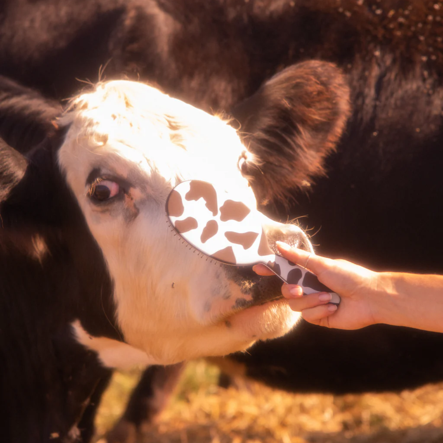 Brosse démêlante Framar Yeehaw – Picots souples & imprimé vache