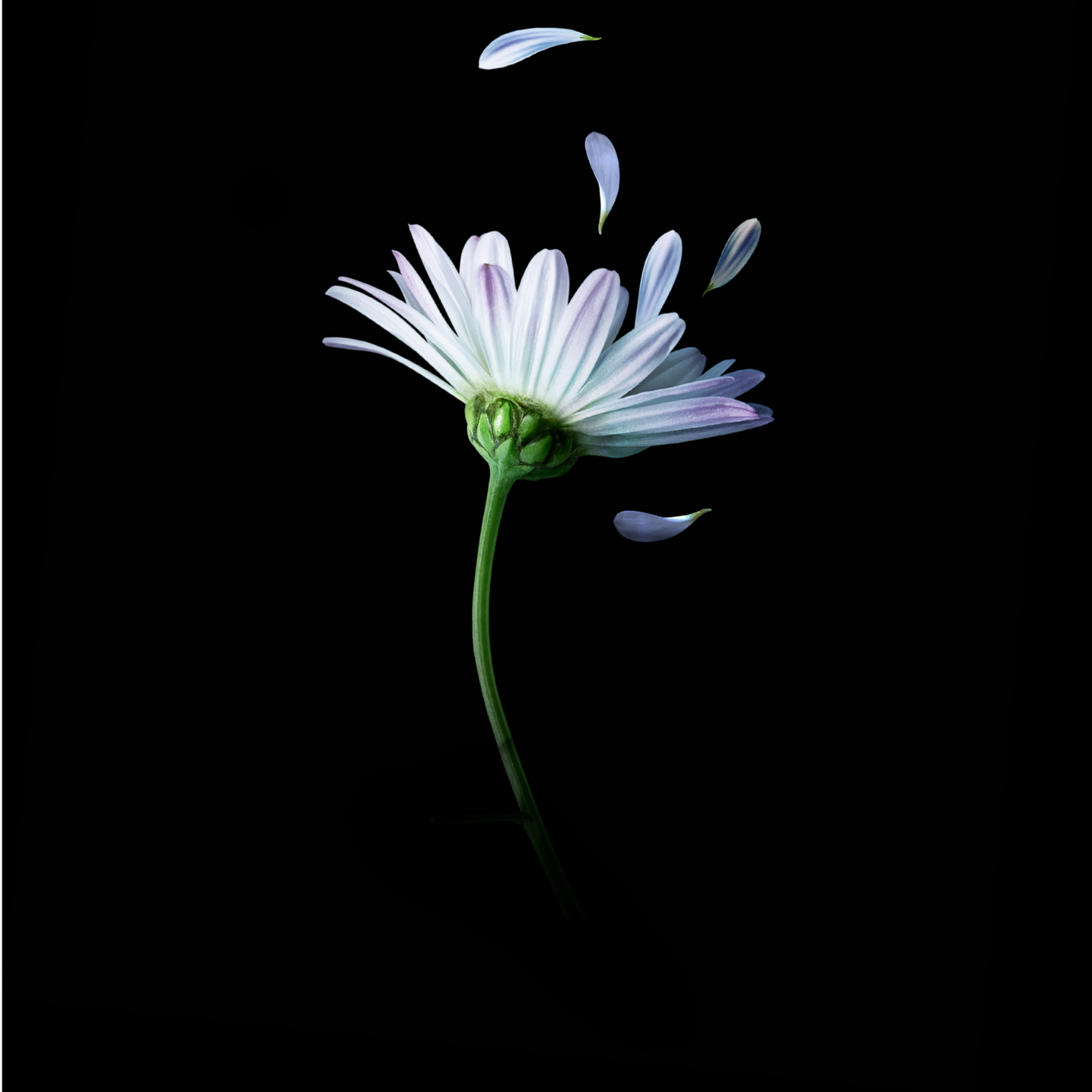 Shampooing Astera Sensitive - René Furterer