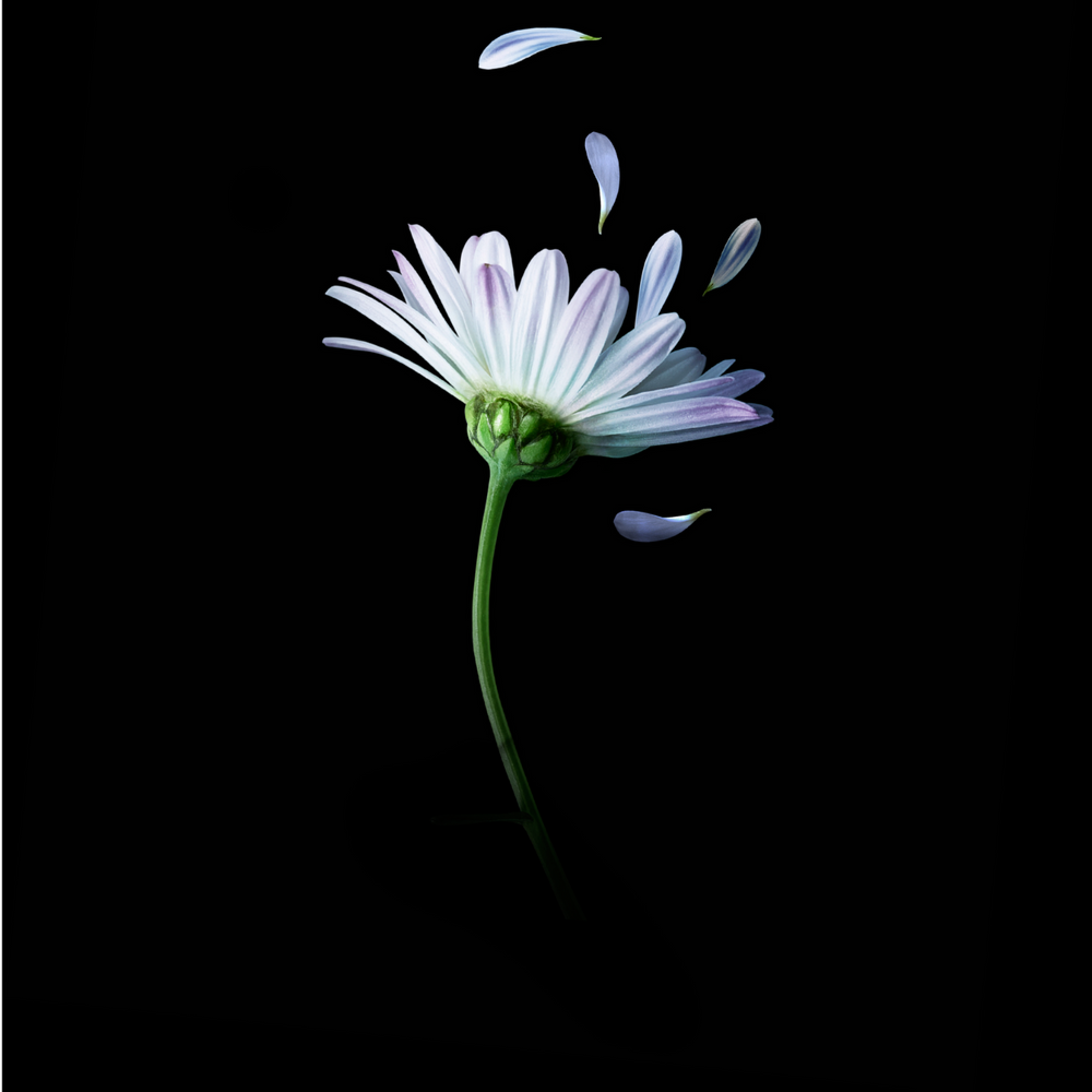 Shampooing Astera Sensitive - René Furterer
